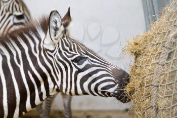 Close-up of a zebra eating, selective focus