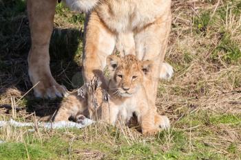 Lioness and cubs, exploring their surroundings in the winter