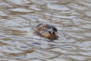 Close-up of a California sea lion (male)
