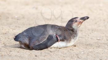 Humboldt penguin, close up, selective focus on head