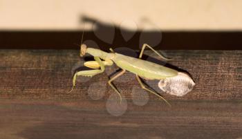Green praying mantis on a wall (Mantis religiosa) laying eggs - Selective focus on the head