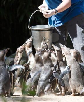 Pinguin is being fed by a human