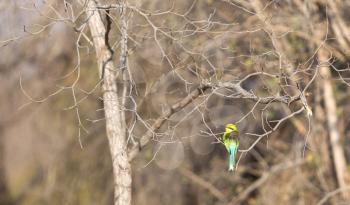 Blue-Tailed Bee Eater sitting in a tree