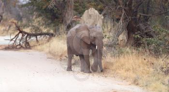 Elephant calf crossing a road - Moremi, Botswana