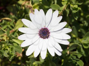 Flower in the summer - Garden in Greece