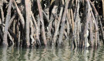 Dense mangrove forest in shallow waters, Gambia