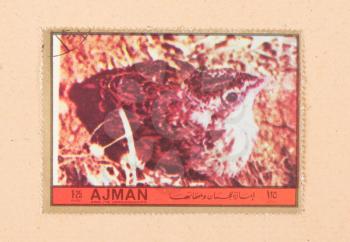 UNITED ARAB EMIRATES - CIRCA 1972: A stamp printed in the United Arab Emirates shows a bird, circa 1972