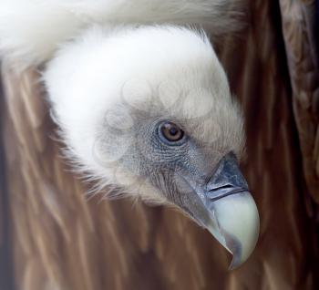 Portrait of griffon vulture (Gyps fulvus) seen from profile