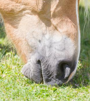 Beautiful haflinger horse in the Alps / mountains in Tirol, Austria