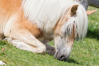 Beautiful haflinger horse in the Alps / mountains in Tirol, Austria