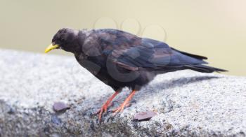 Alpine Chough (Pyrrhocorax graculus) in the mountains - Italy