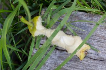 Half eaten pear thrown away, left in the grass