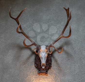Large deer hunting trophy hanging on a wall