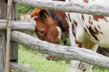 Milk cow in a meadow of grass, Alps, Austria