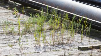 Weed growing in an old dutch harbour