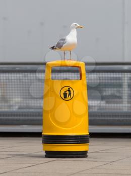 Seagull on an old yellow bin, the Netherlands