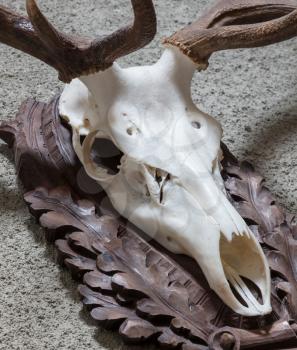 Large deer hunting trophy hanging on a wall