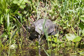 European bog turtle - Emys orbicularis - Selective focus on the eyes