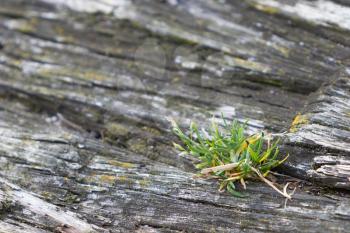 Grass growing in old wood - Selective focus on grass