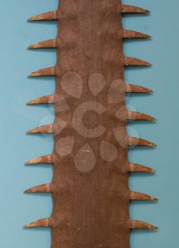 Saw of a sawfish, closeup, old and brown