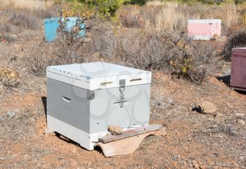 Beehive with bees in Greece - Selective focus