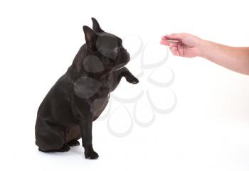 French bulldog giving a paw, selective focus