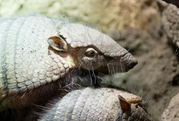 Armadillo sleeping on top of another armadillo, selective focus