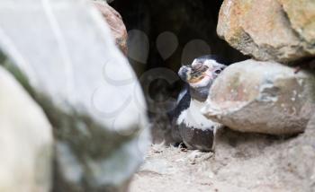 Cute penguin sleeping in a small cave, selective focus