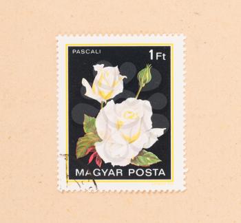 HUNGARY - CIRCA 1980: A stamp printed in Hungary shows a flower, circa 1980