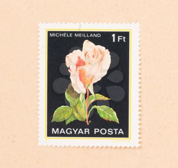 HUNGARY - CIRCA 1980: A stamp printed in Hungary shows a flower, circa 1980