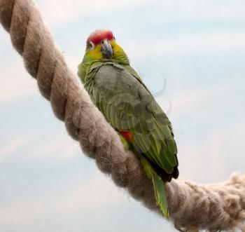 Parrot sitting on a big rope, selective focus
