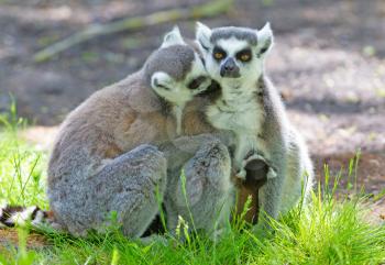 Ring-tailed lemur with a baby, sitting on the ground