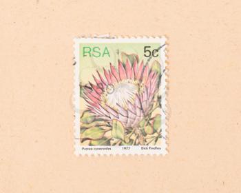 SOUTH AFRICA - CIRCA 1977: A stamp printed in South Africa shows a flower, circa 1977