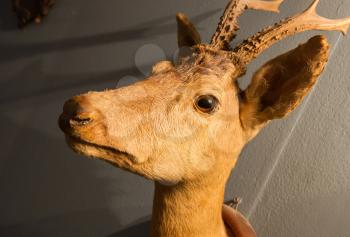 Stuffed deer head, hanging on a wall