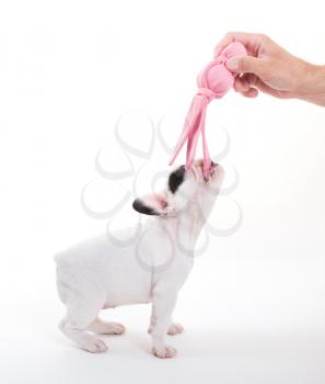 French puppy bulldog, isolated - Playing with a toy