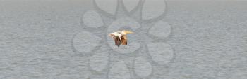 Pink pelican (Pelecanus rufescens) in the Makgadikgadi, Botswana