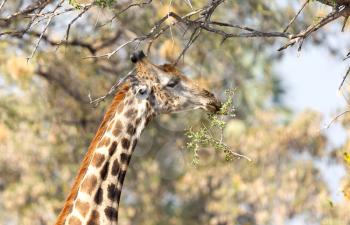 Giraffe (Giraffa camelopardalis) eating fresh leaves from a tree
