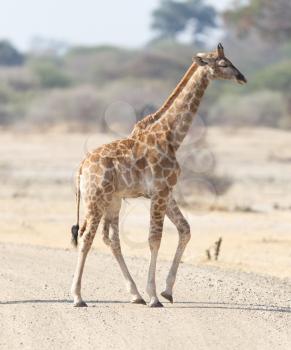 Single young giraffe (Giraffa camelopardalis) in Namibia