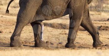 Close-up of elephant (loxodonta africana) penis, Namibia