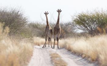 Two giraffes blocking the road, Kalahari - Botswana