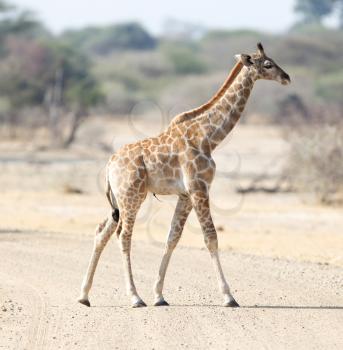 Single young giraffe (Giraffa camelopardalis) in Namibia