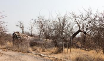 Large baobab tree fallen in the north of Botswana