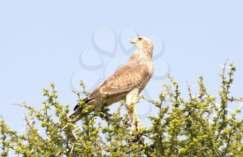 Pale Chanting Goshawk in a tree, Kalahari