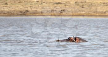 Adult hippo (Hippopotamus amphibius) in a pool, Botswana