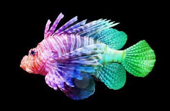 Pterois volitans, Lionfish - Isolated on black - Unique rainbow