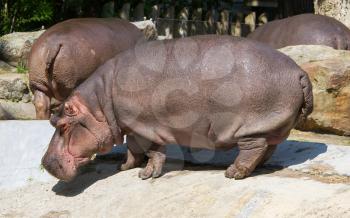 Large hippo (hippopotamus) standing in the sun