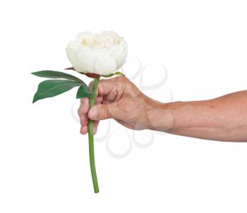 Old hand giving a rose, isolated on white