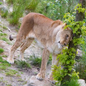 Large lioness in a bright green environment