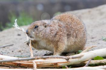 Prairie dog eating in it's natural habitat