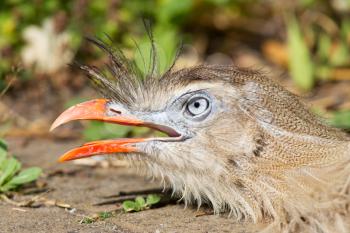 Red-legged seriema or crested cariama (Cariama cristata), sunbathing